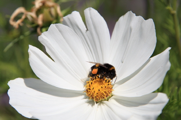 Blume mit Biene